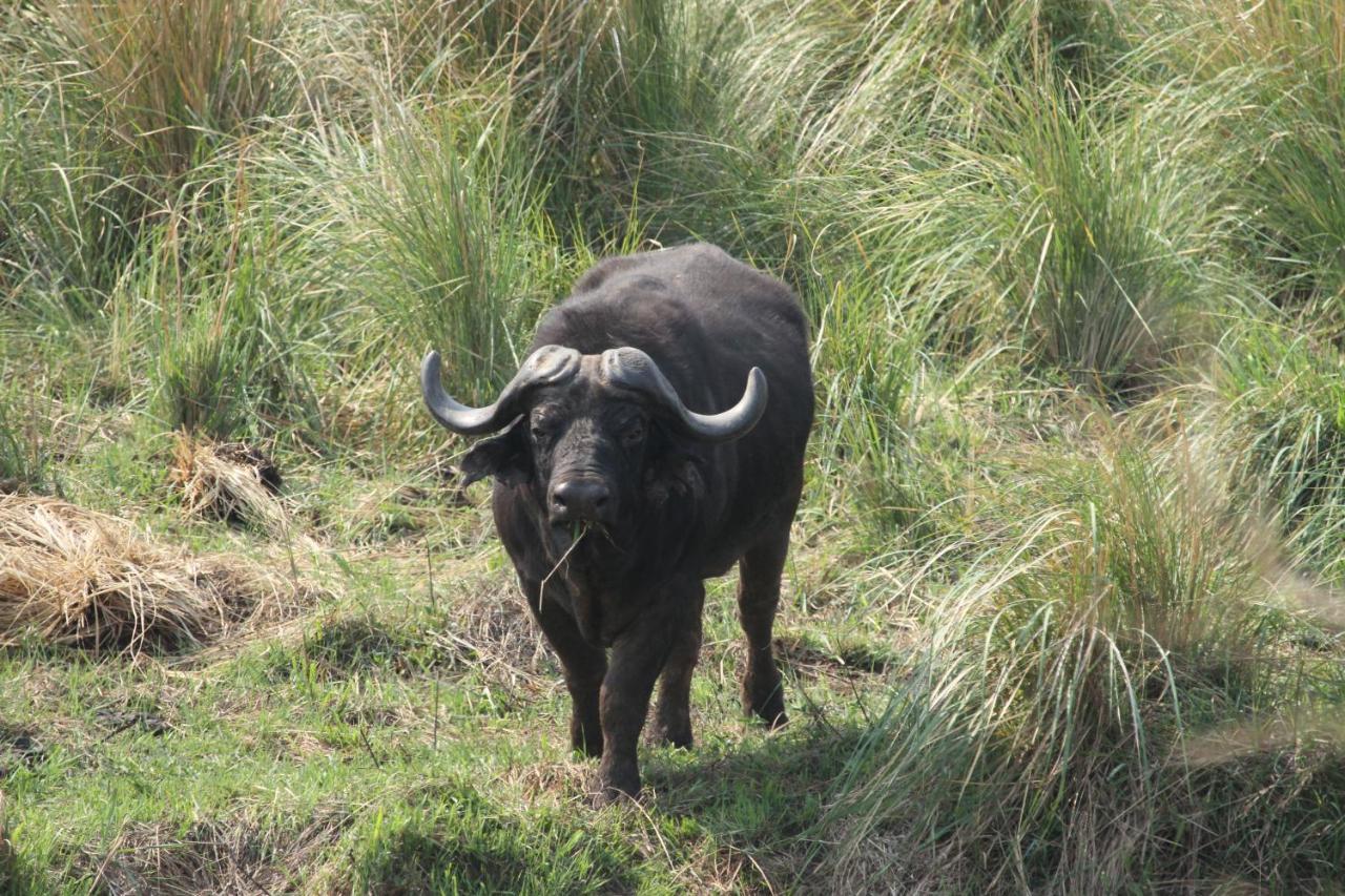 Inzalo Safari Lodge Welgevonden viltreservat Exteriör bild